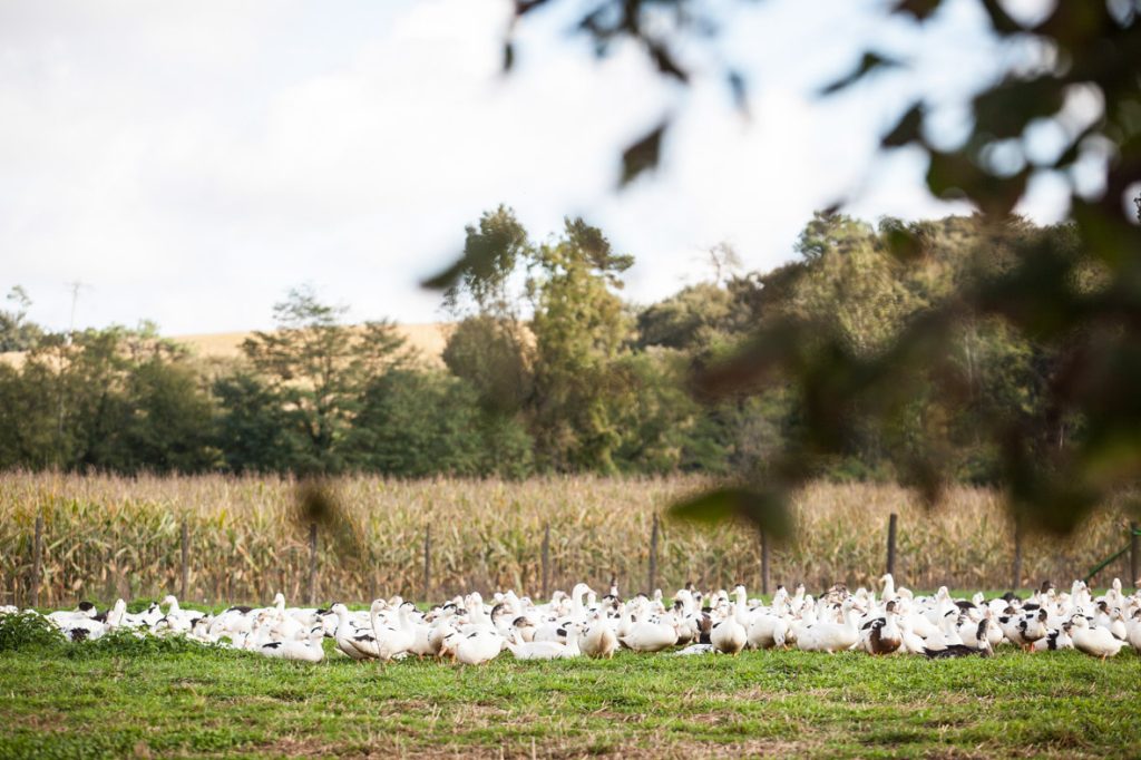 Un élevage de canards en liberté